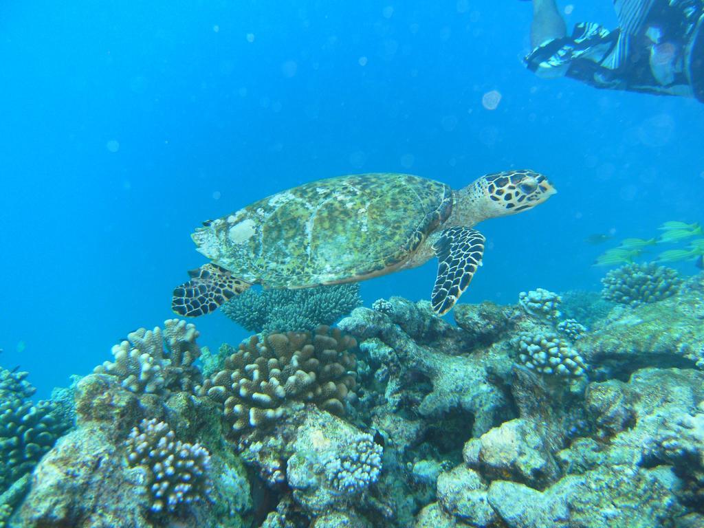 ホテル ラスドゥ コーラルビル Rasdhoo エクステリア 写真
