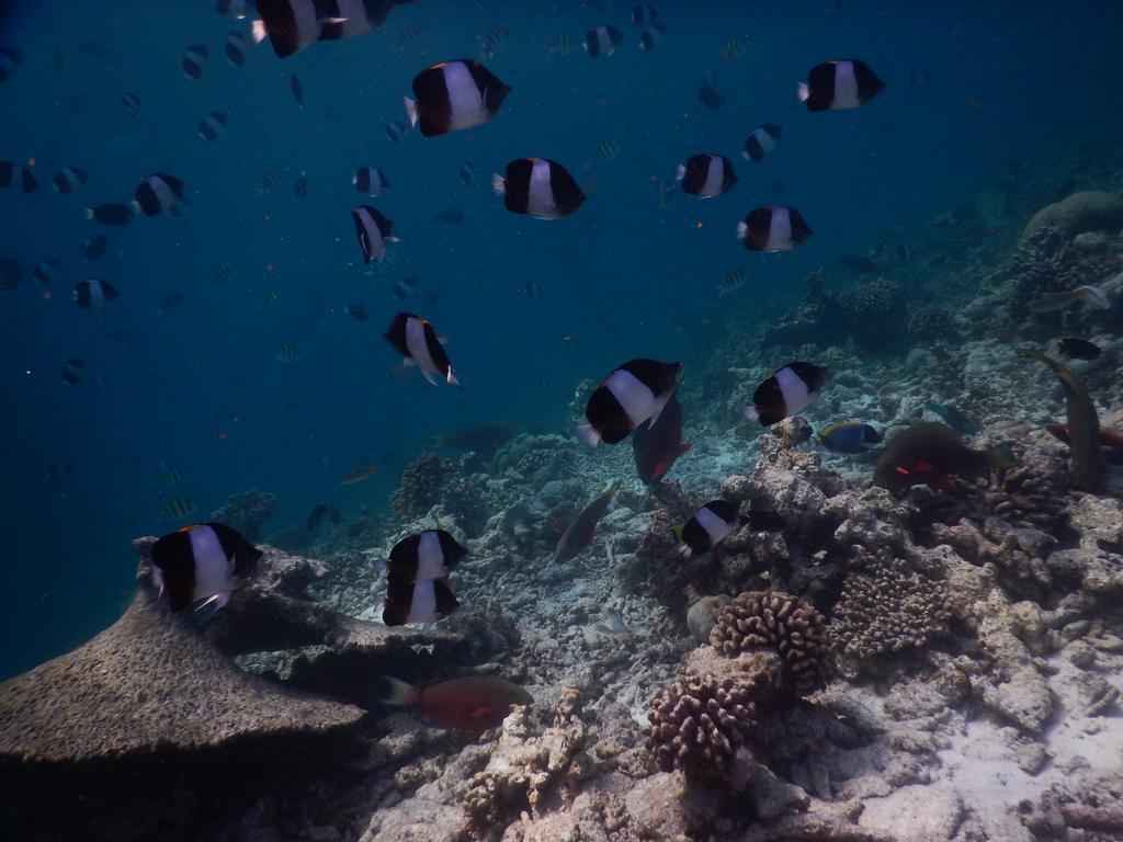 ホテル ラスドゥ コーラルビル Rasdhoo エクステリア 写真