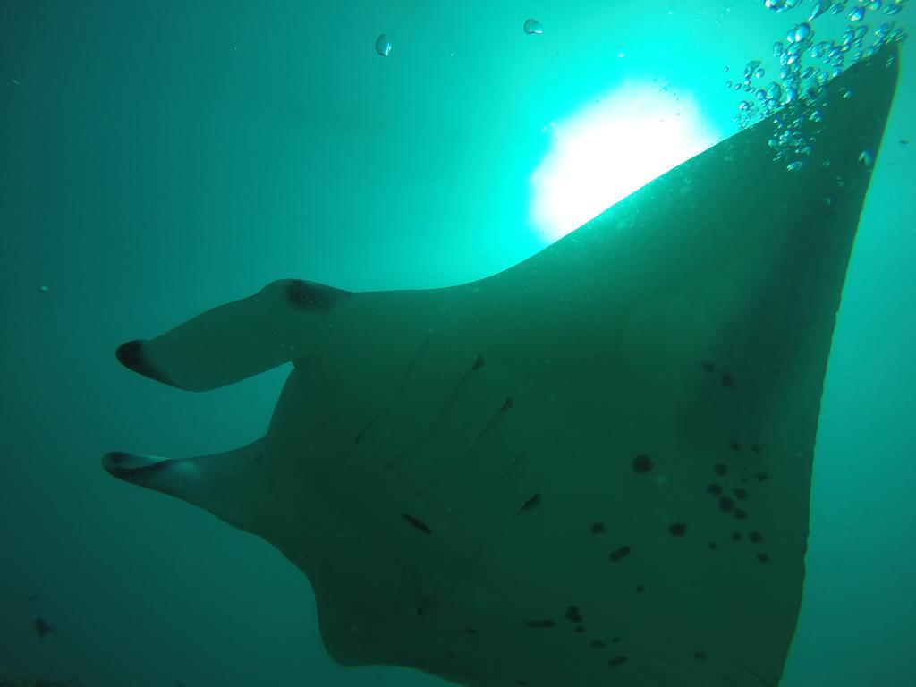 ホテル ラスドゥ コーラルビル Rasdhoo エクステリア 写真